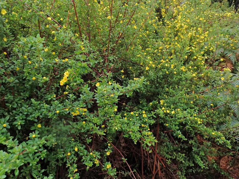 Hibbertia hirticalyx photo 6