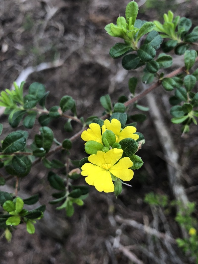 Hibbertia hirticalyx photo 7