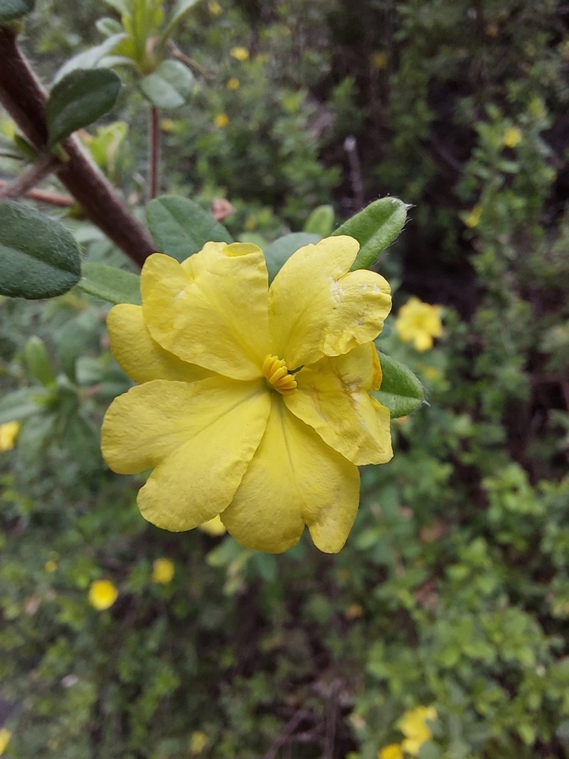 Hibbertia hirticalyx photo 8