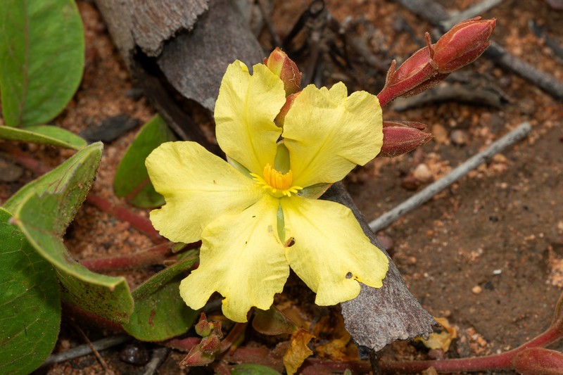 Hibbertia holtzei