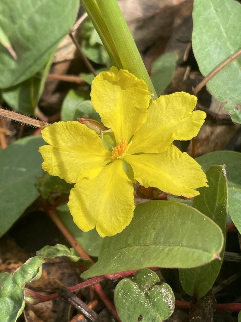Hibbertia holtzei photo 2