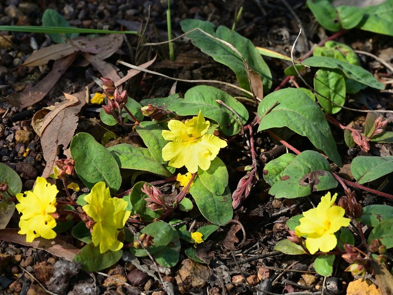 Hibbertia holtzei photo 3