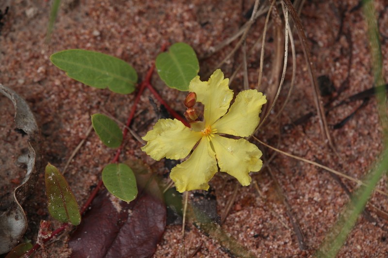 Hibbertia holtzei photo 4