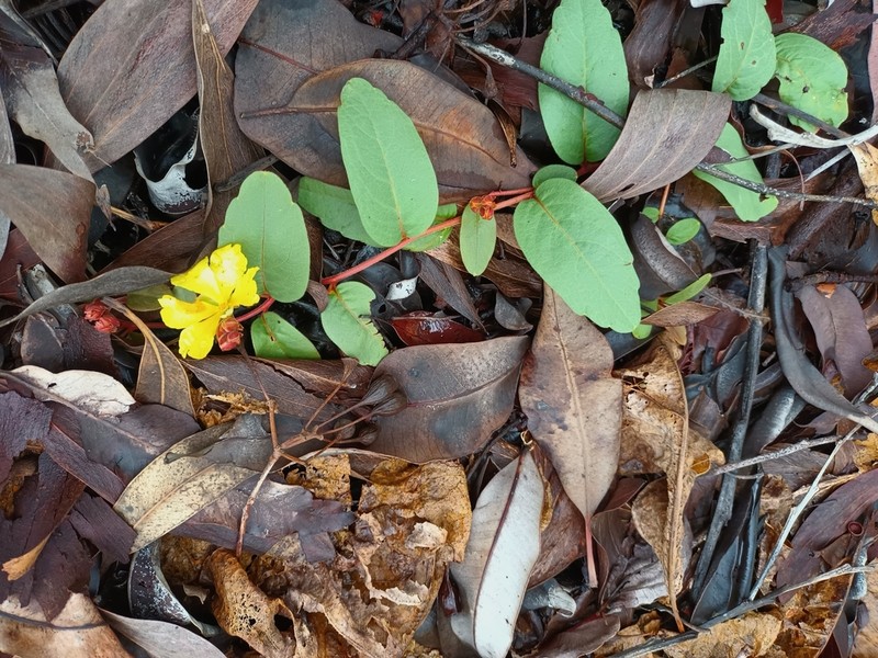 Hibbertia holtzei photo 5