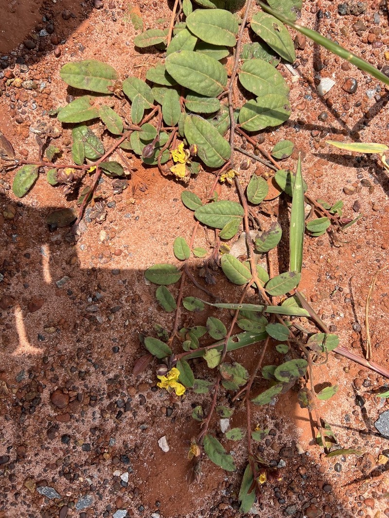 Hibbertia holtzei photo 6