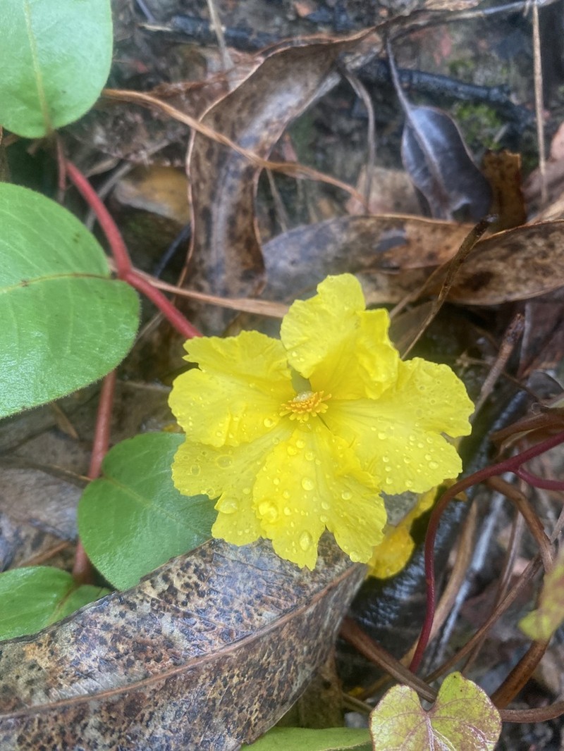Hibbertia holtzei photo 7