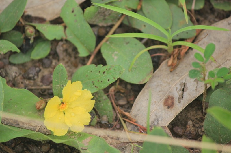 Hibbertia holtzei photo 8