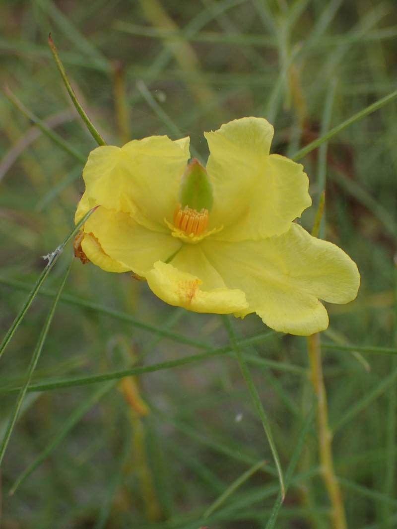 Hibbertia hooglandii photo 2
