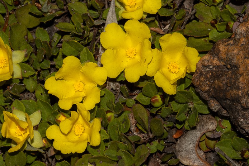 Hibbertia hortiorum
