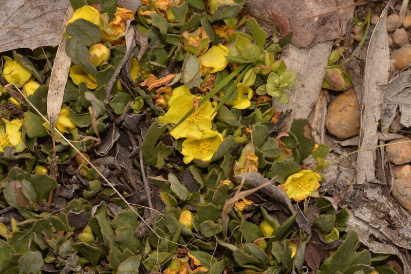 Hibbertia hortiorum photo 2