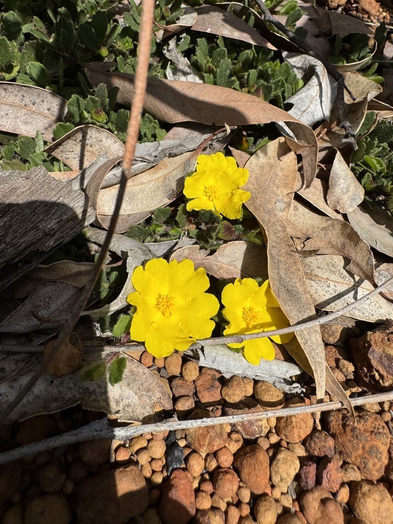 Hibbertia hortiorum photo 3