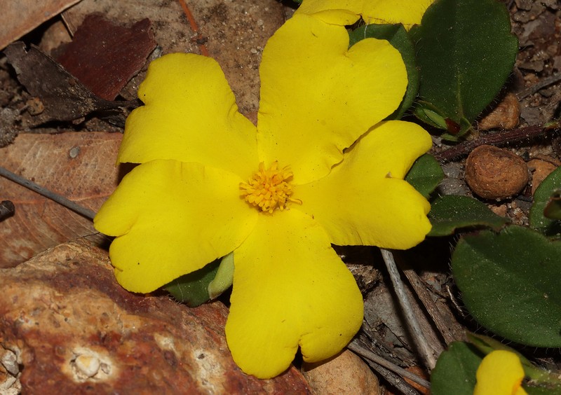 Hibbertia hortiorum photo 4