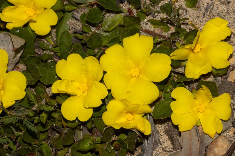 Hibbertia hortiorum photo 5