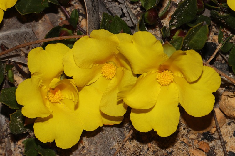 Hibbertia hortiorum photo 6