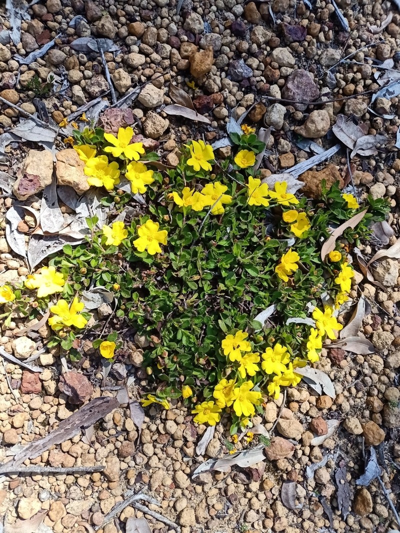 Hibbertia hortiorum photo 7