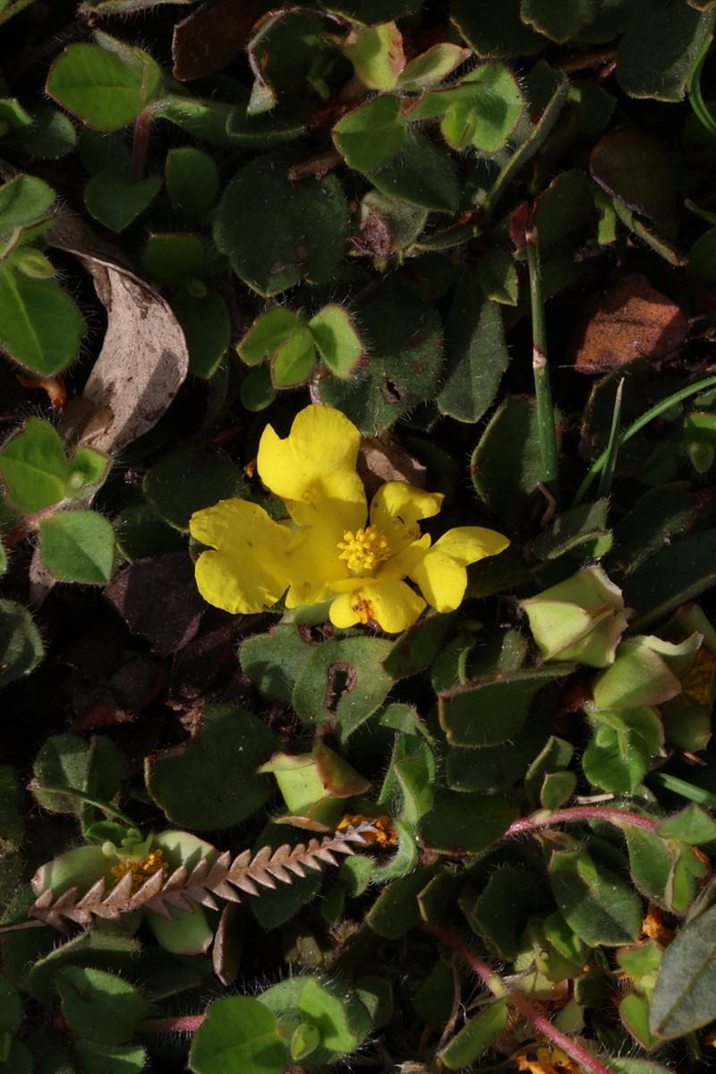 Hibbertia hortiorum photo 8