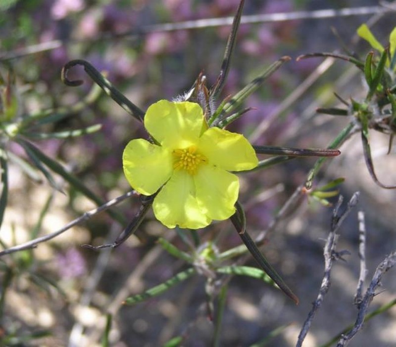 Hibbertia huegelii