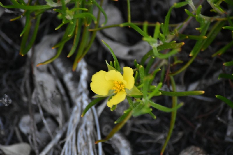Hibbertia huegelii photo 2