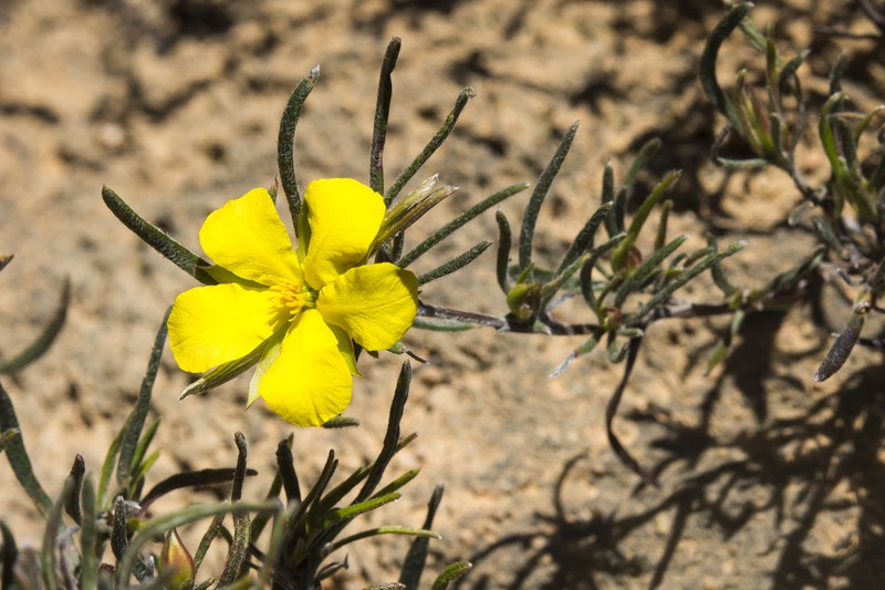 Hibbertia huegelii photo 3