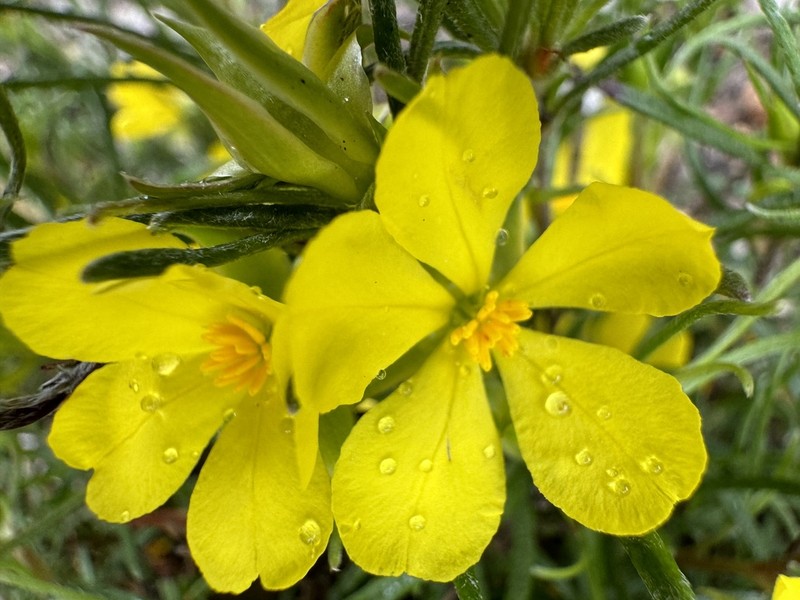 Hibbertia huegelii photo 4