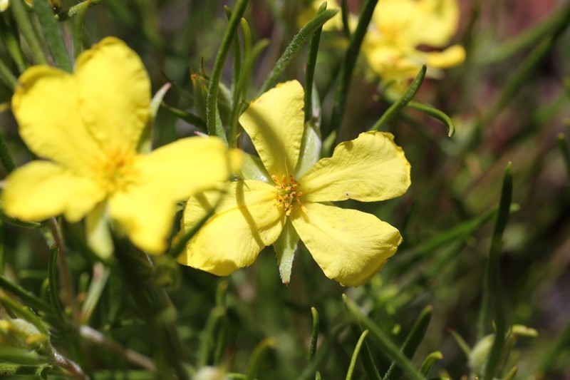 Hibbertia huegelii photo 5