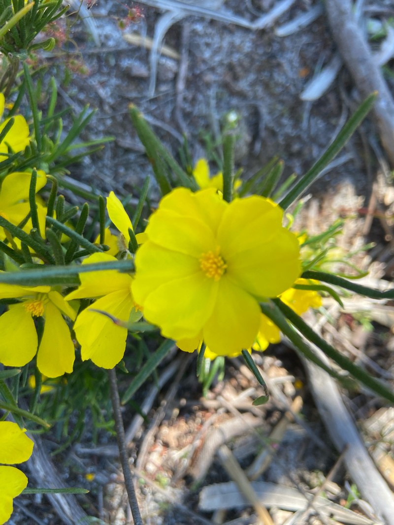 Hibbertia huegelii photo 6