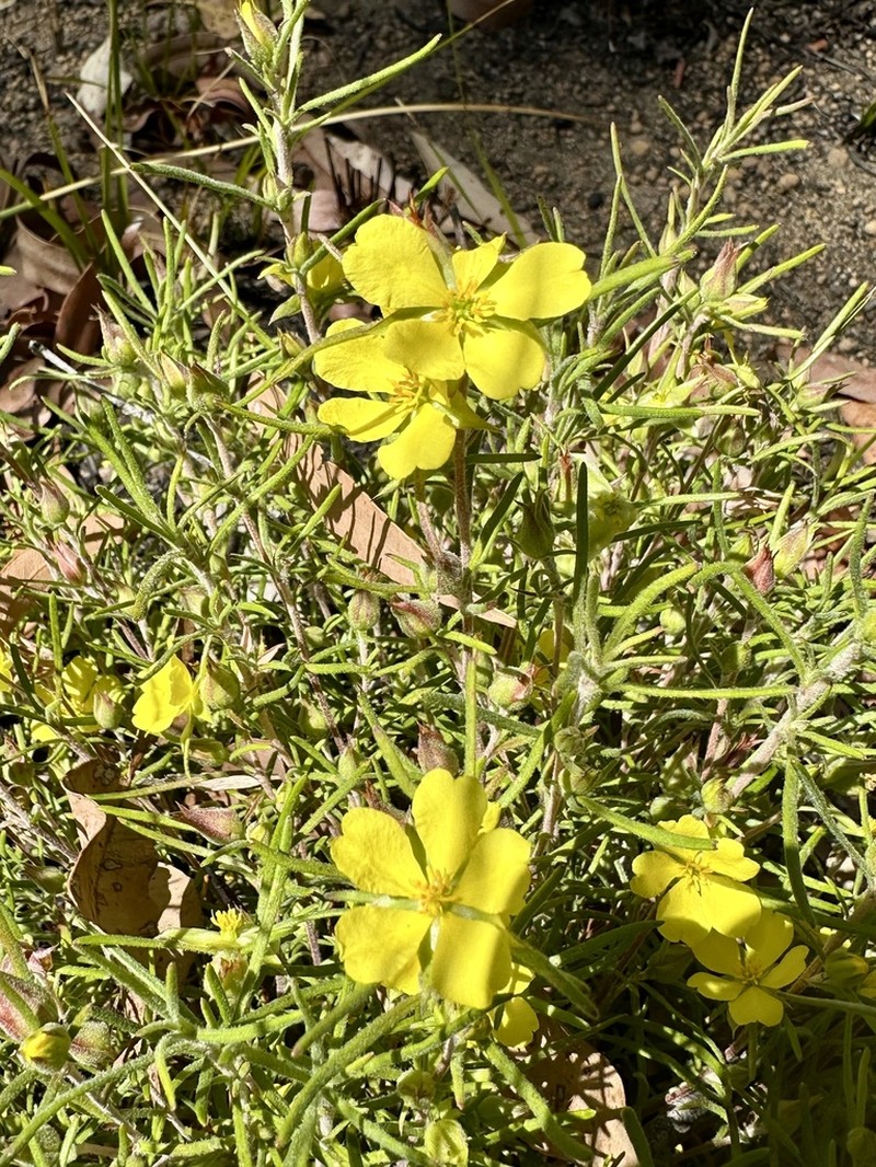 Hibbertia huegelii photo 7