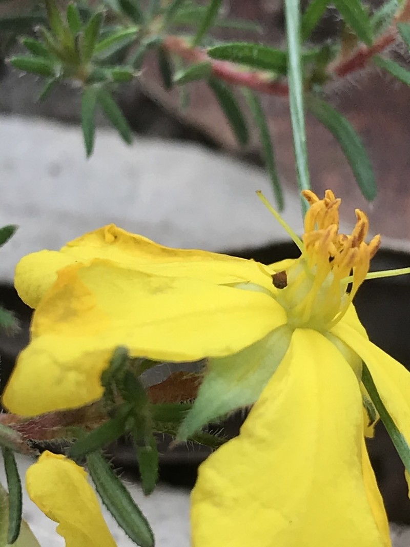 Hibbertia humifusa photo 2