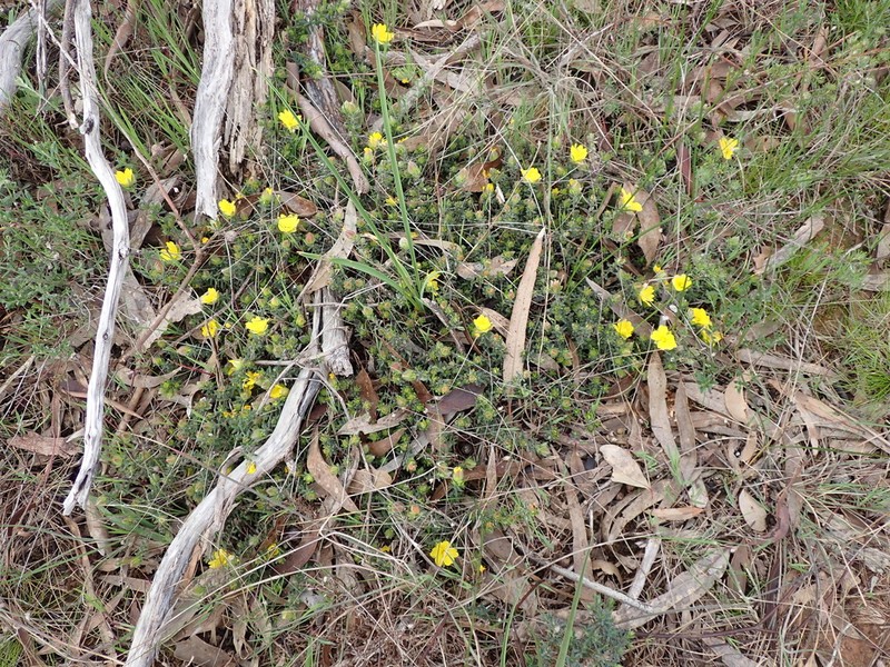 Hibbertia humifusa photo 3
