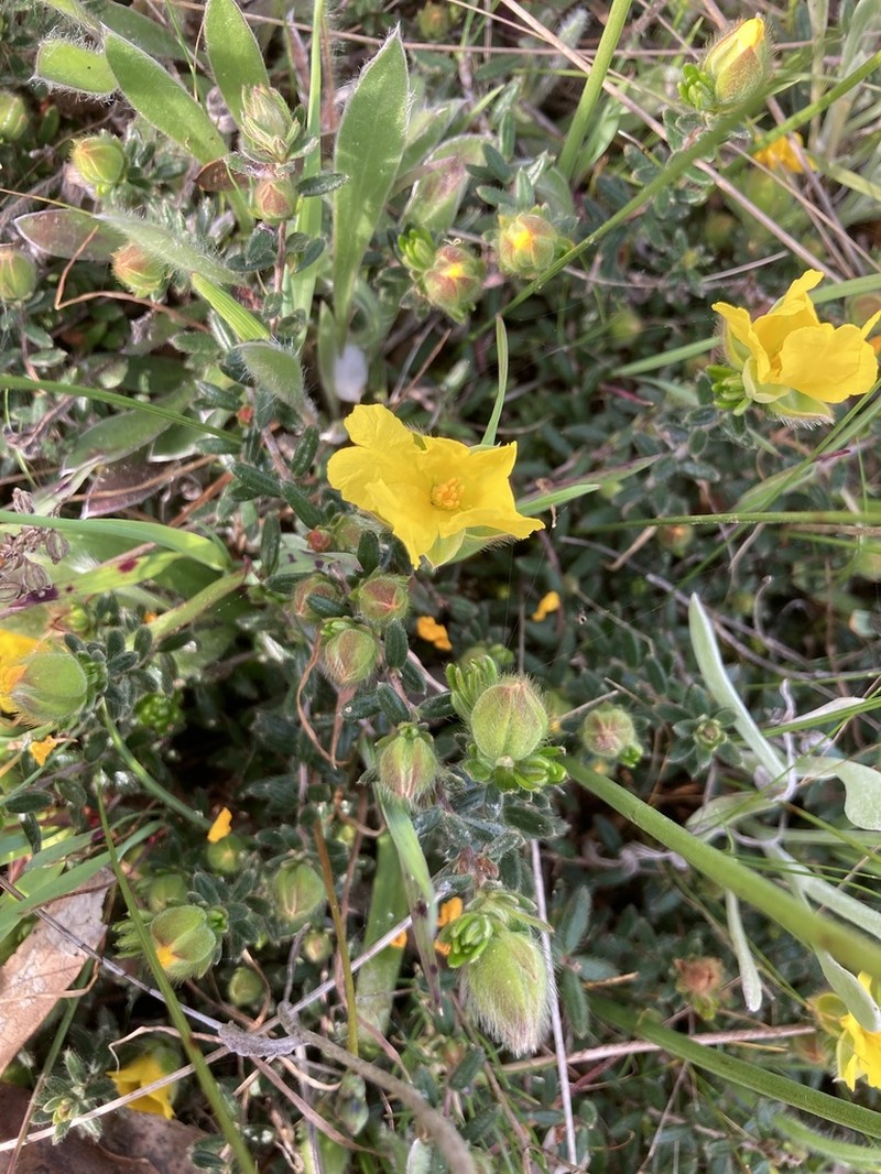 Hibbertia humifusa photo 4
