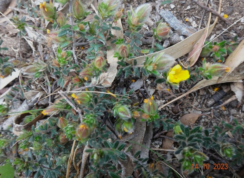 Hibbertia humifusa photo 6