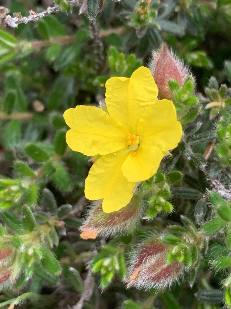 Hibbertia humifusa photo 7