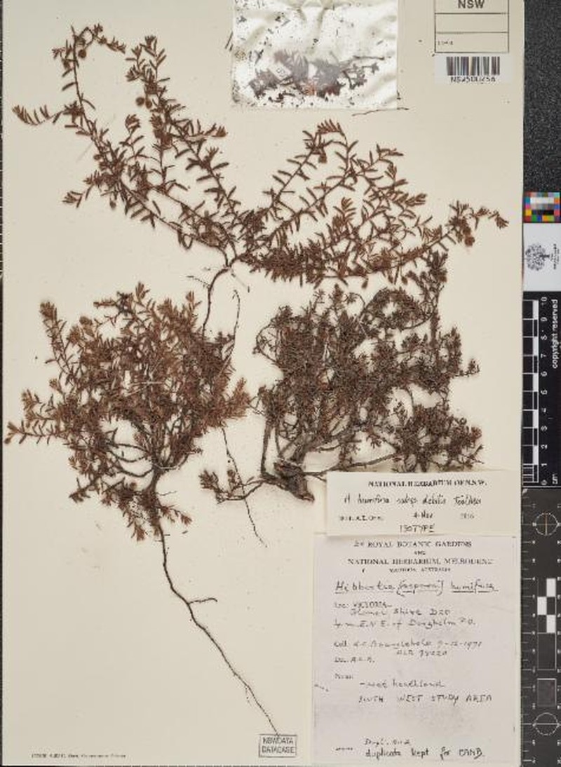 Hibbertia humifusa subsp. debilis