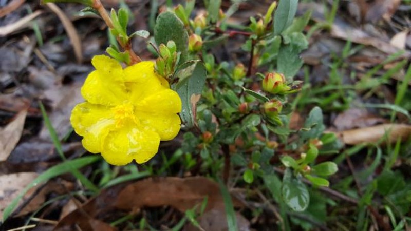 Hibbertia humifusa subsp. erigens