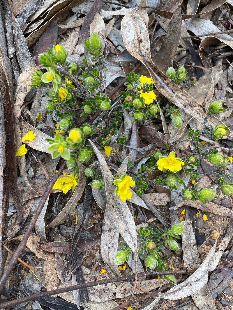 Hibbertia humifusa subsp. humifusa photo 2