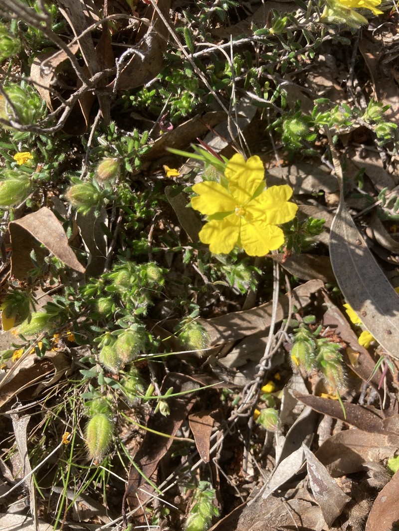Hibbertia humifusa subsp. humifusa photo 3