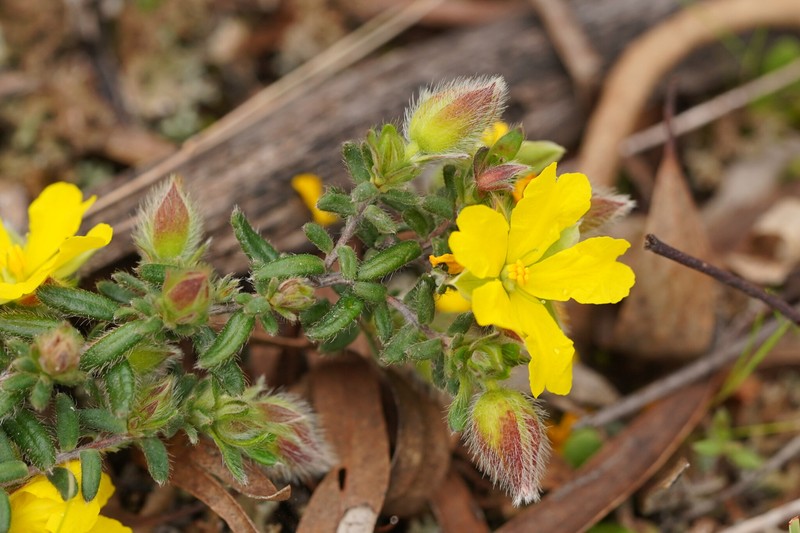 Hibbertia humifusa subsp. humifusa photo 5