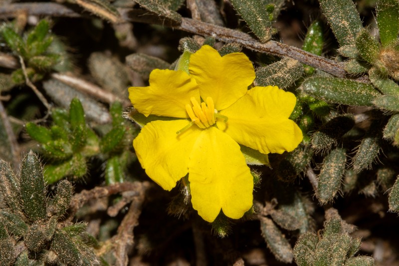 Hibbertia humifusa subsp. humifusa