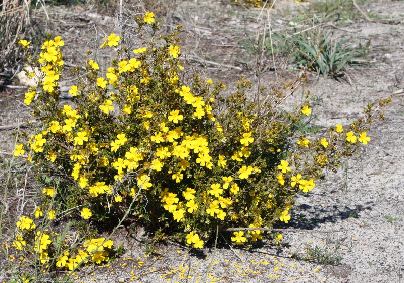 Hibbertia hypericoides