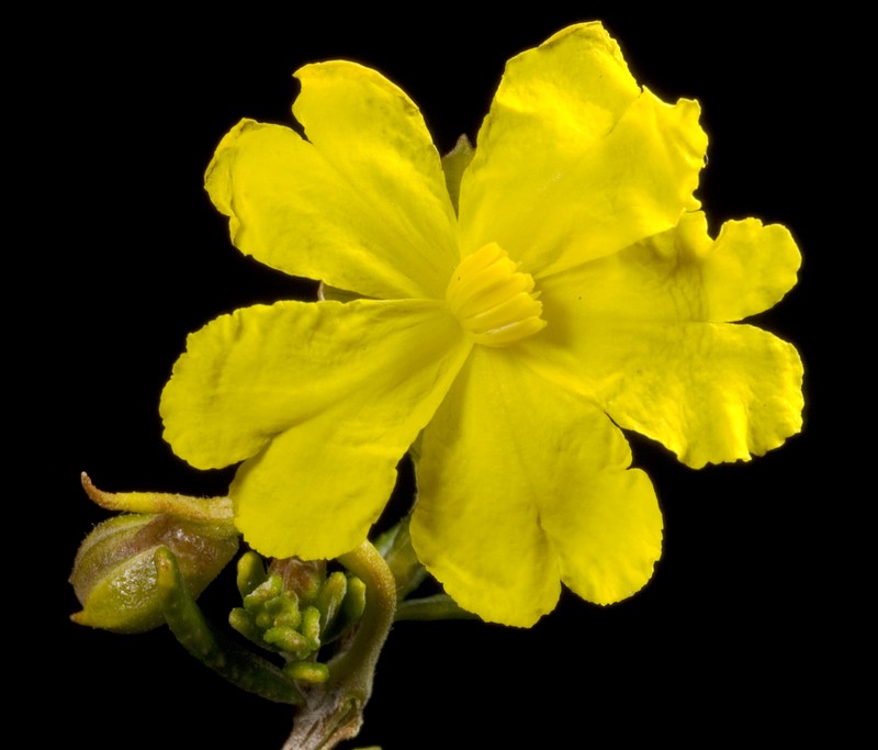 Hibbertia hypericoides photo 2