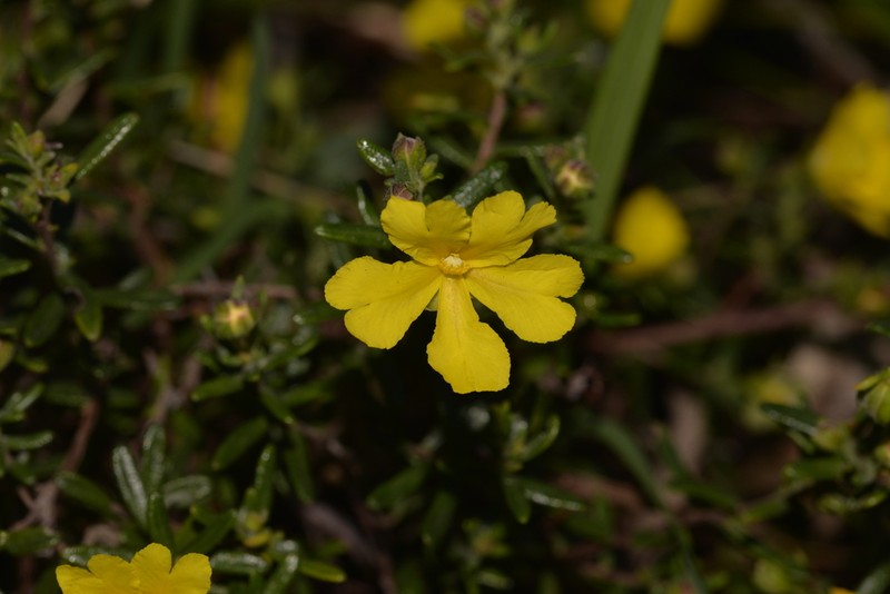 Hibbertia hypericoides photo 3