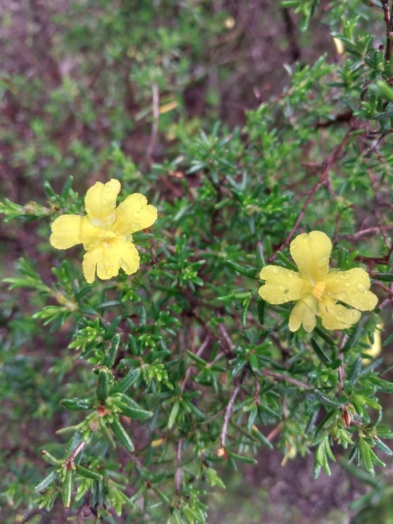 Hibbertia hypericoides photo 4
