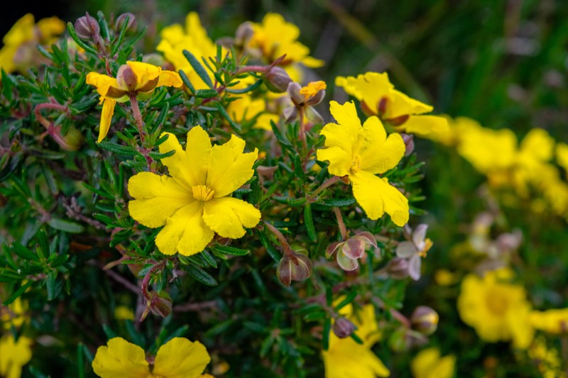 Hibbertia hypericoides photo 5