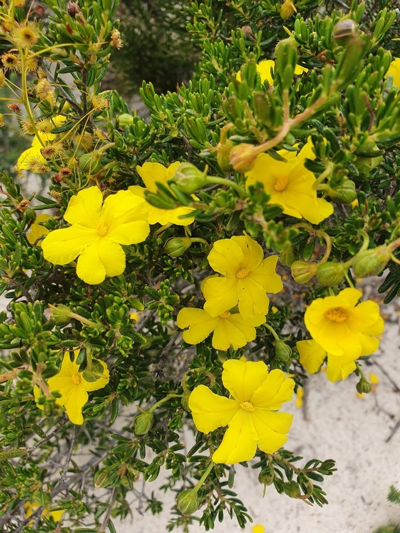 Hibbertia hypericoides photo 6