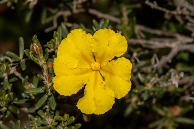 Hibbertia hypericoides photo 7