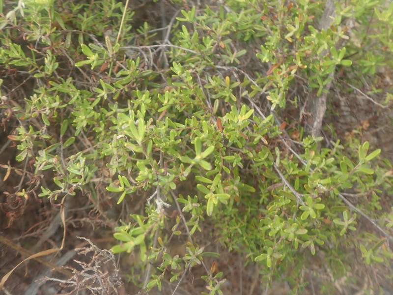 Hibbertia hypericoides subsp. hypericoides photo 2