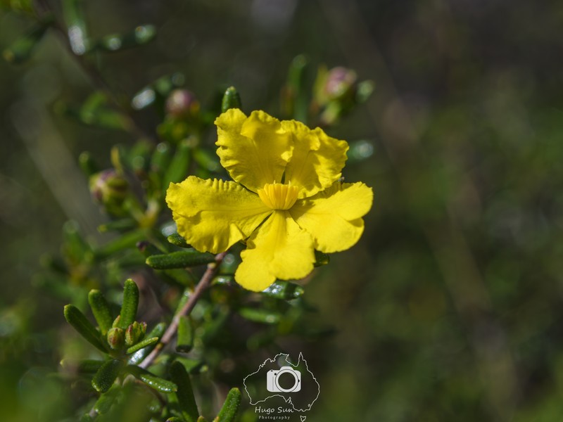 Hibbertia hypericoides subsp. hypericoides photo 3