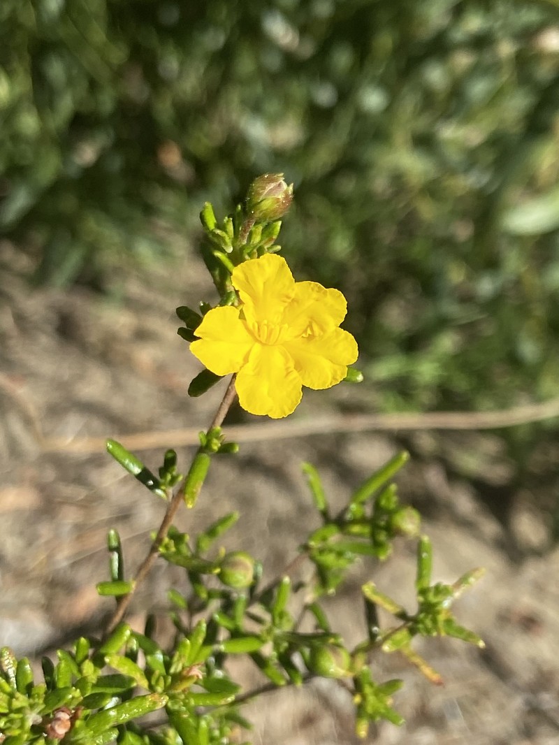 Hibbertia hypericoides subsp. hypericoides photo 4