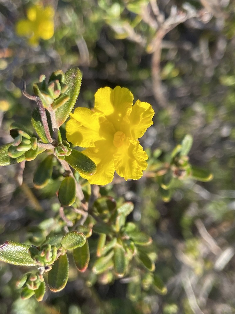 Hibbertia hypericoides subsp. hypericoides photo 5