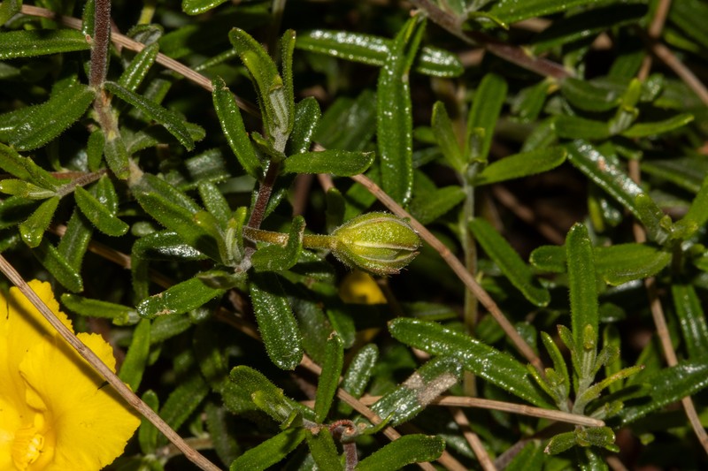 Hibbertia hypericoides subsp. hypericoides